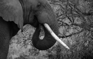 umfolozi-elephant